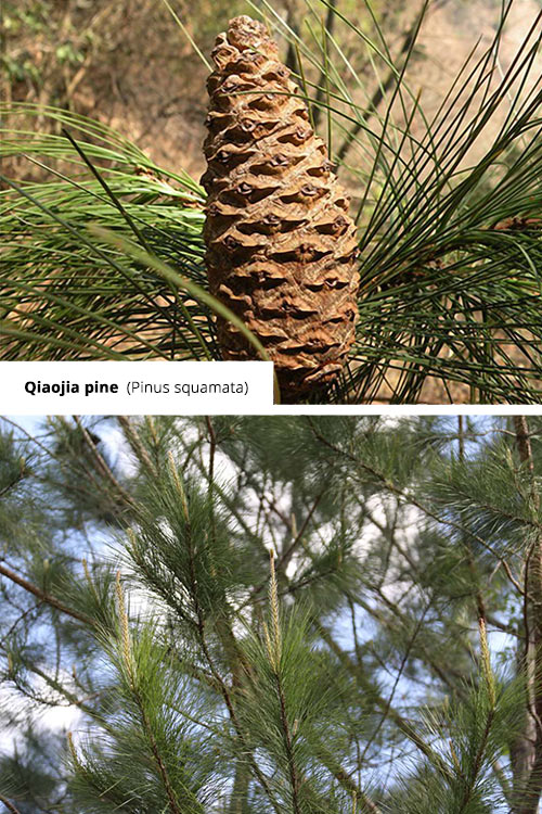 Pinus squamata   Qiaojia pine