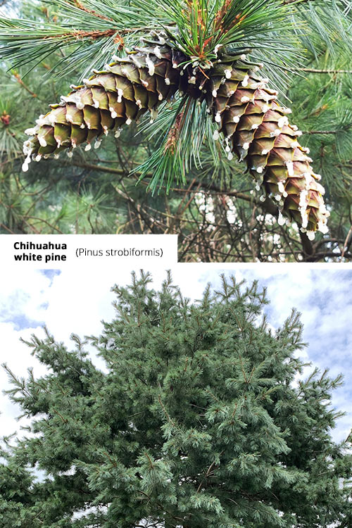 Pinus strobiformis   Chihuahua white pine