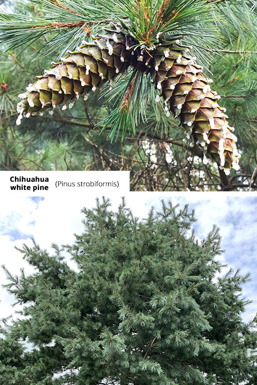 Pinus strobiformis Chihuahua white pine