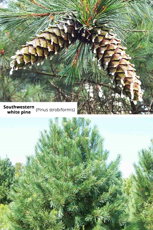 Pinus strobiformis Southwestern white pine