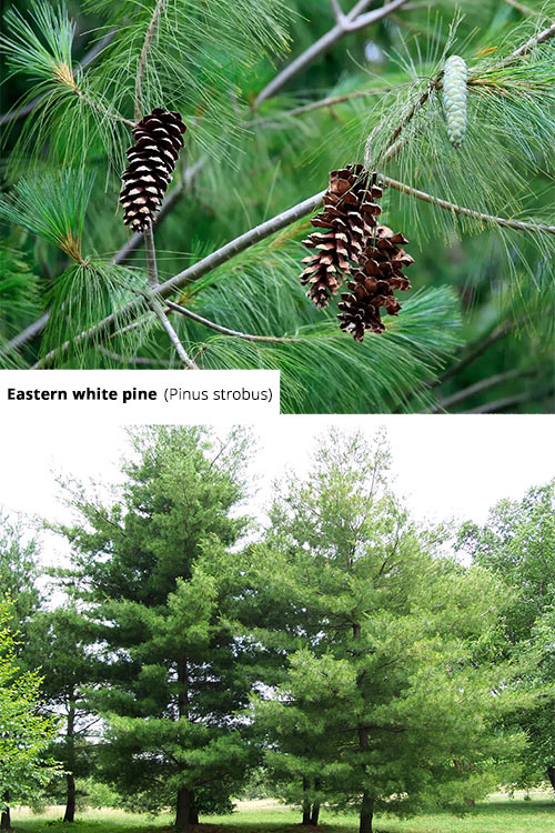 Pinus strobus Eastern white pine