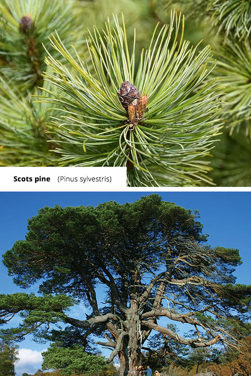 Pinus sylvestris Scots pine