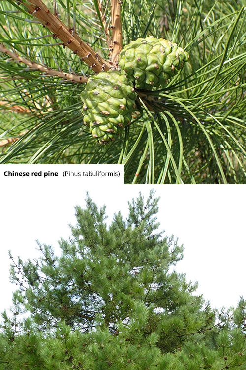 Pinus tabuliformis   Chinese red pine