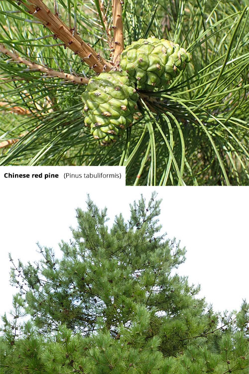 Pinus tabuliformis Chinese red pine