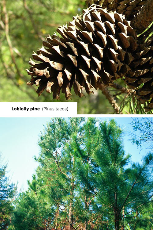 Pinus taeda   Loblolly pine