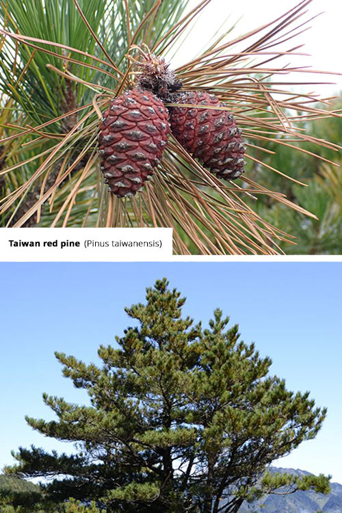 Pinus taiwanensis Taiwan red pine