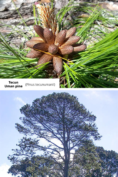 Pinus tecunumanii   Tecun Uman pine