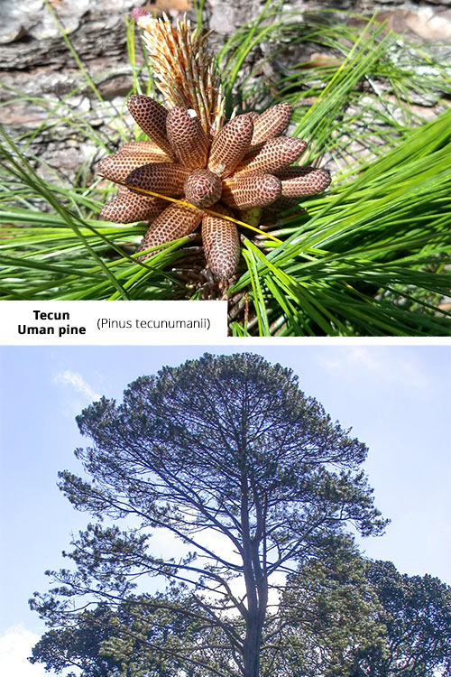 Pinus tecunumanii Tecun Uman pine