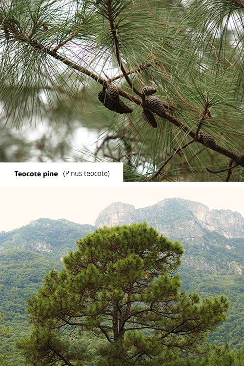 Pinus teocote   Teocote pine