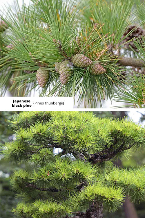 Pinus thunbergii   Japanese black pine