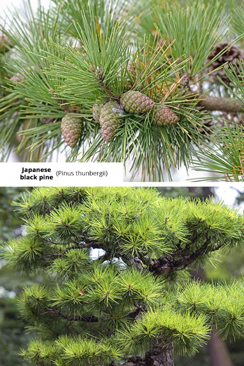 Pinus thunbergii Japanese black pine