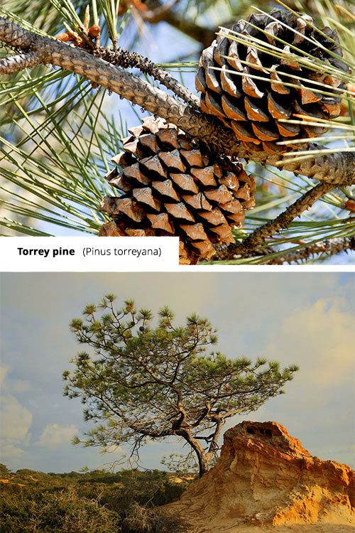 Pinus torreyana   Torrey pine