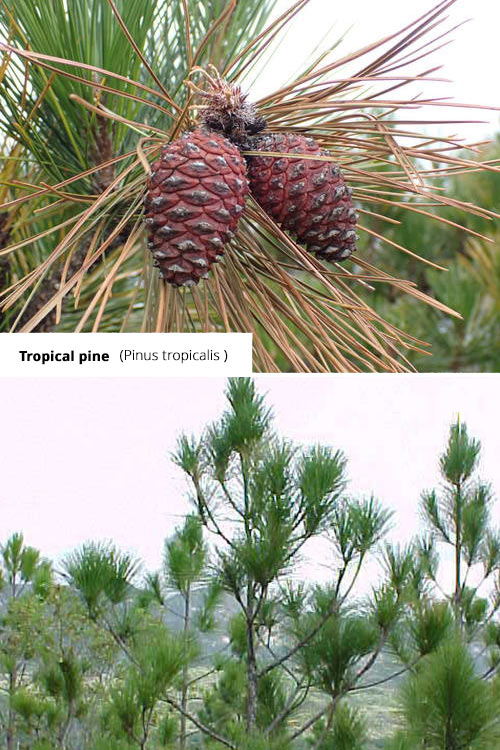 Pinus tropicalis Tropical pine