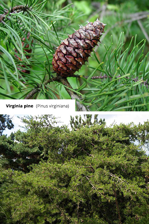 Pinus virginiana Virginia pine