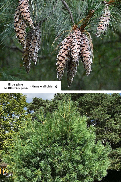 Pinus wallichiana Blue pine or Bhutan pine