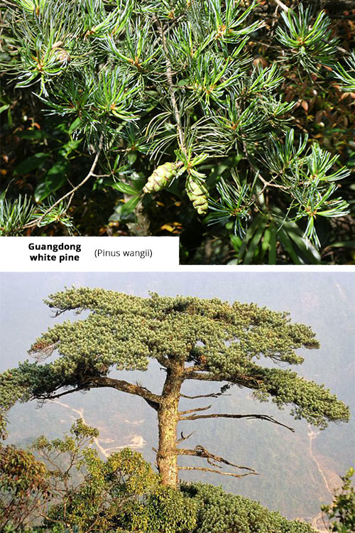 Pinus wangii (syn. P. kwangtungensis) Guangdong white pine