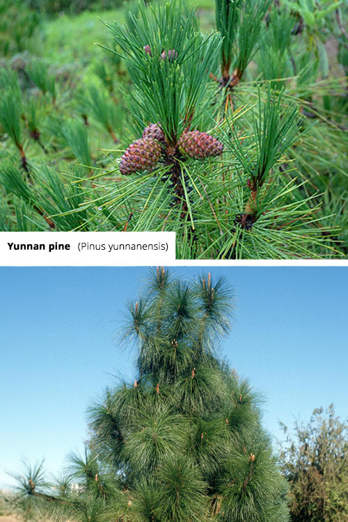 Pinus yunnanensis   Yunnan pine