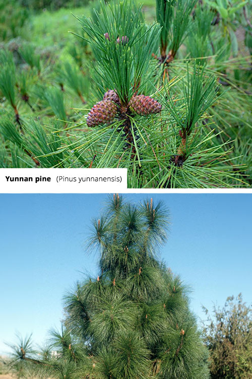 Pinus yunnanensis Yunnan pine