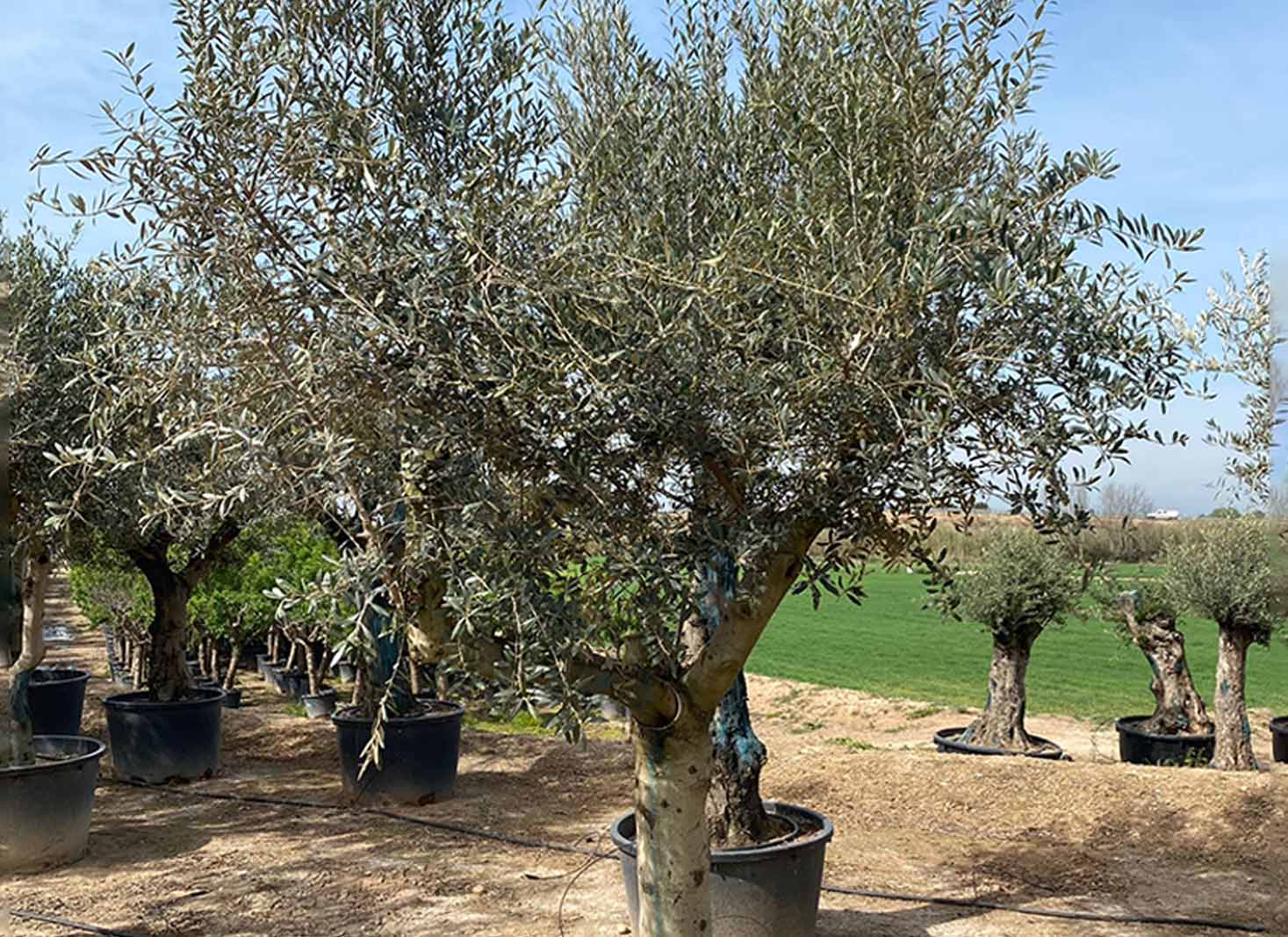 Pruning olive trees in pots