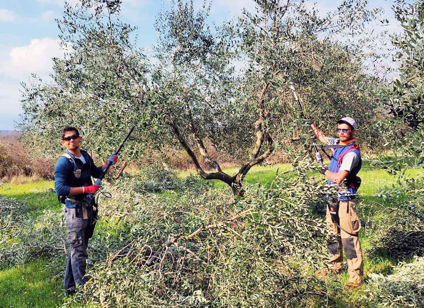 Shaping your olive tree