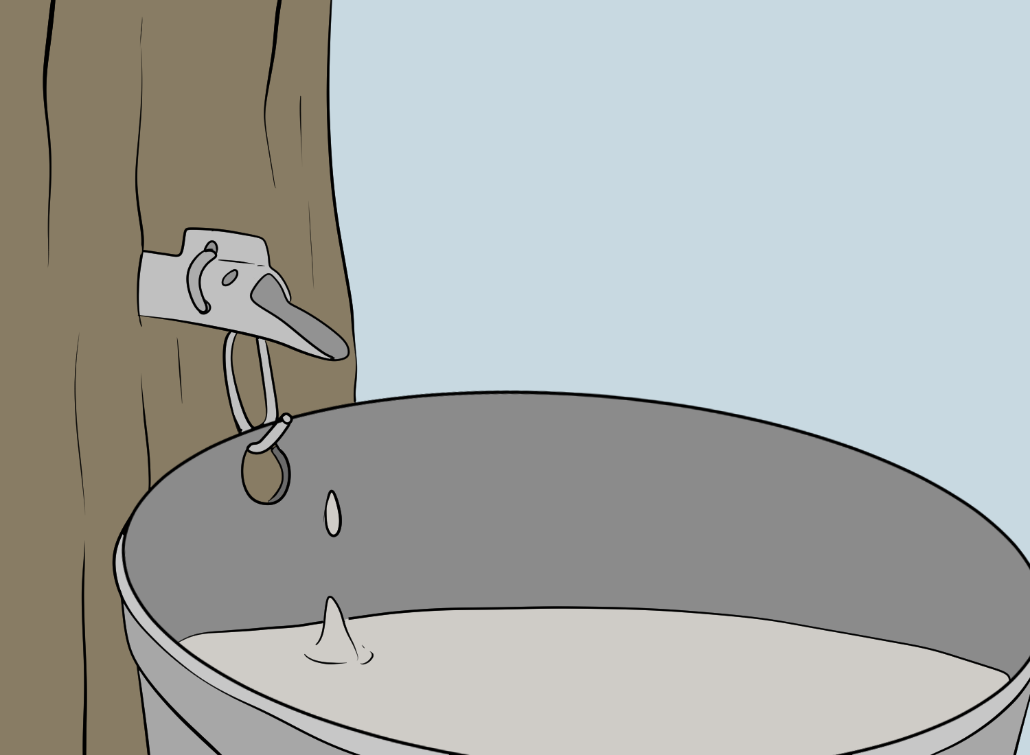 Tap a Maple Tree To Make Delicious Maple Syrup