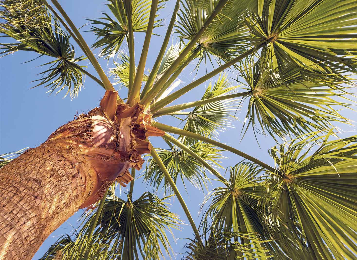 The importance of regular palm tree maintenance