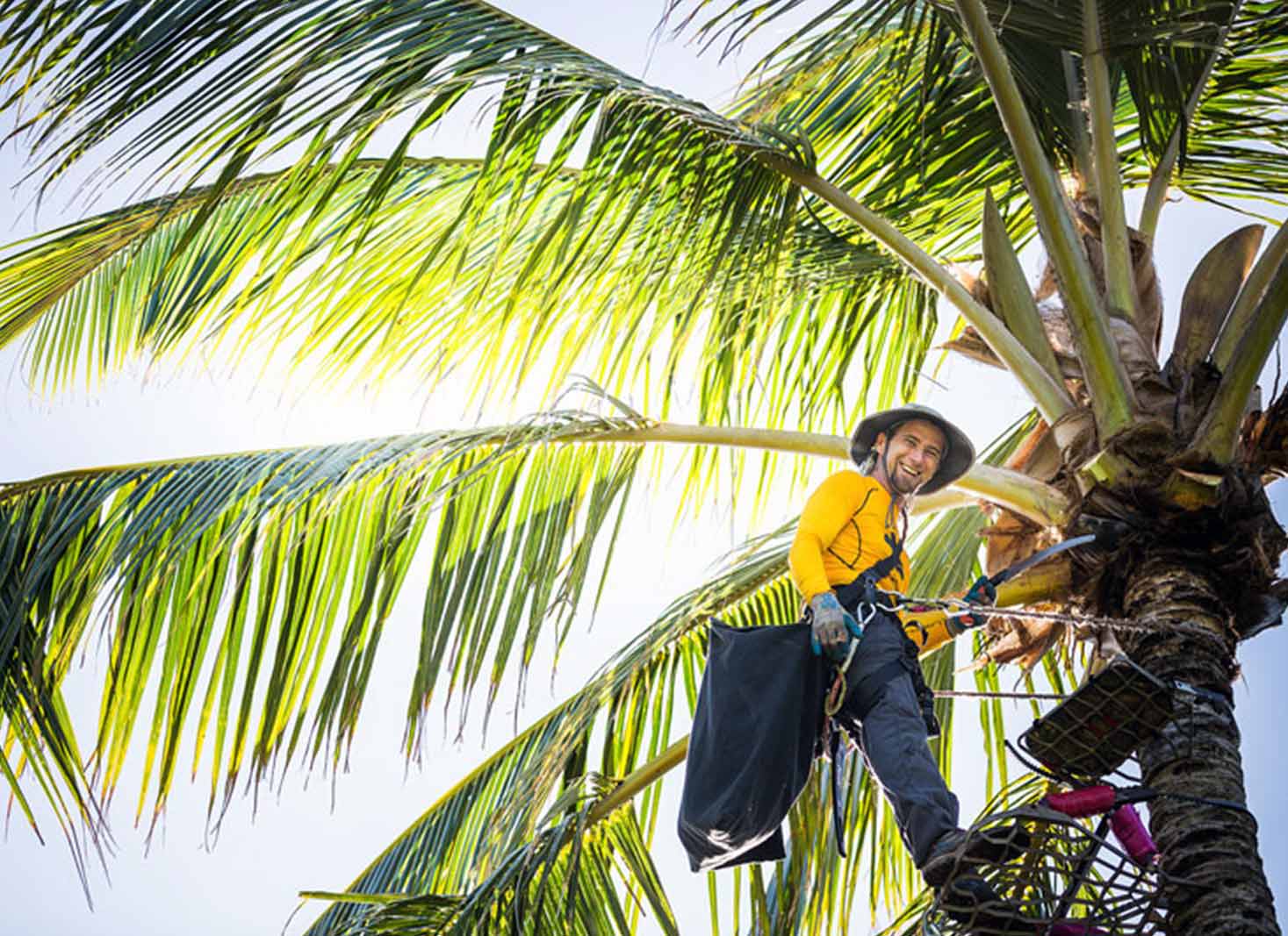 Tips for saving money on palm tree trimming in Hawaii