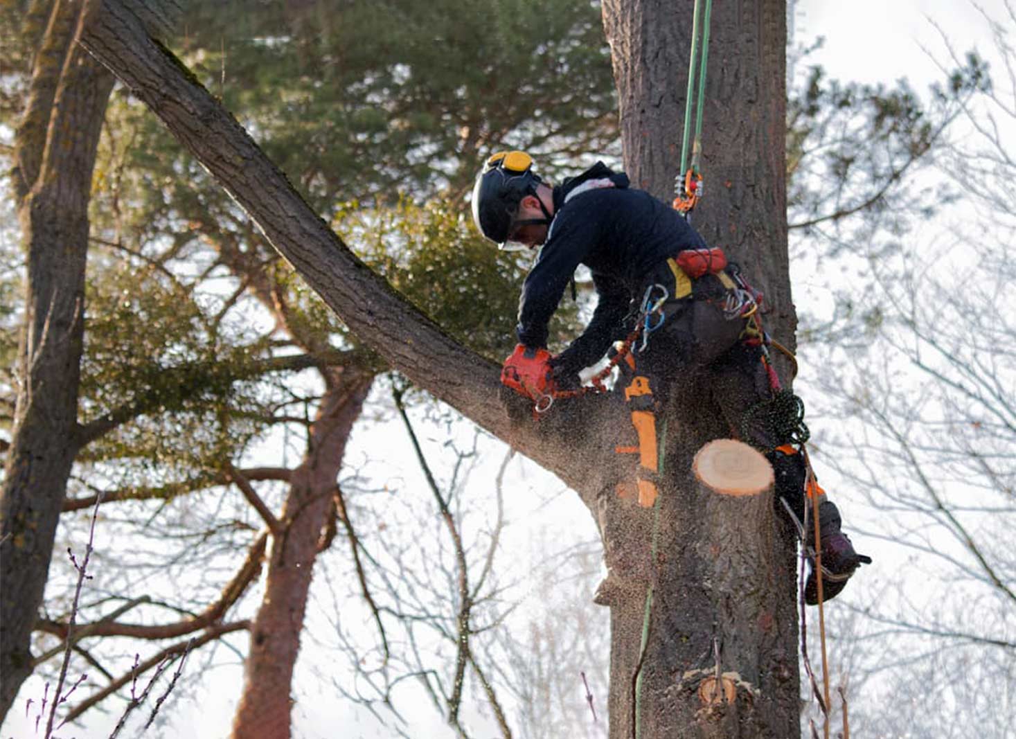 Tree Removal in CT