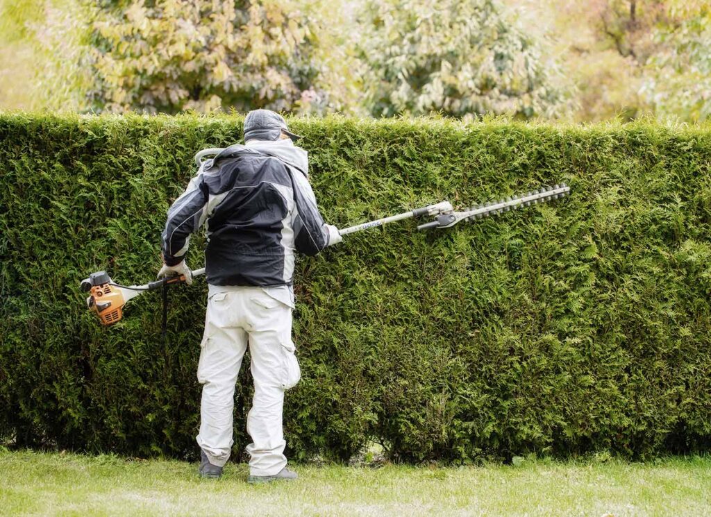 When To Trim a Hedge Quick 2024 Guide