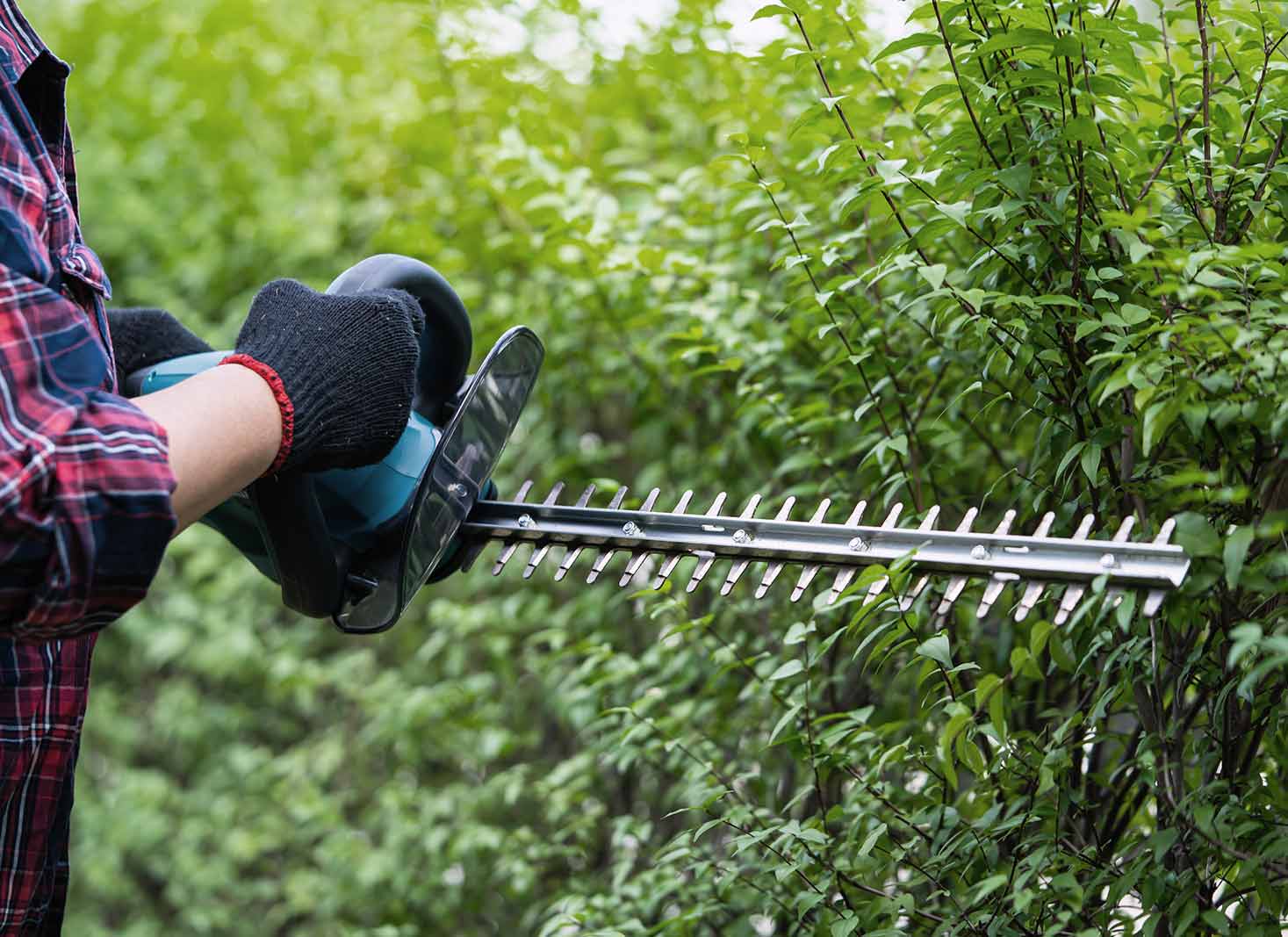 Will hedges grow back if you cut them down