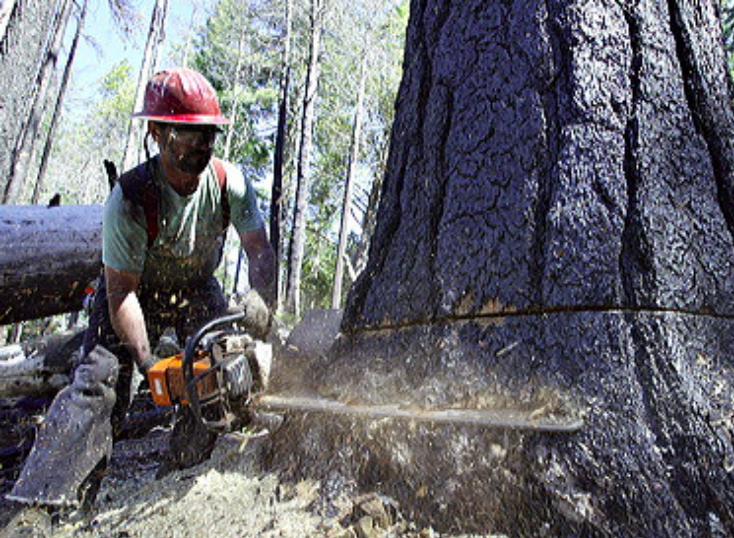 Factors Influencing Tree Trimming Costs