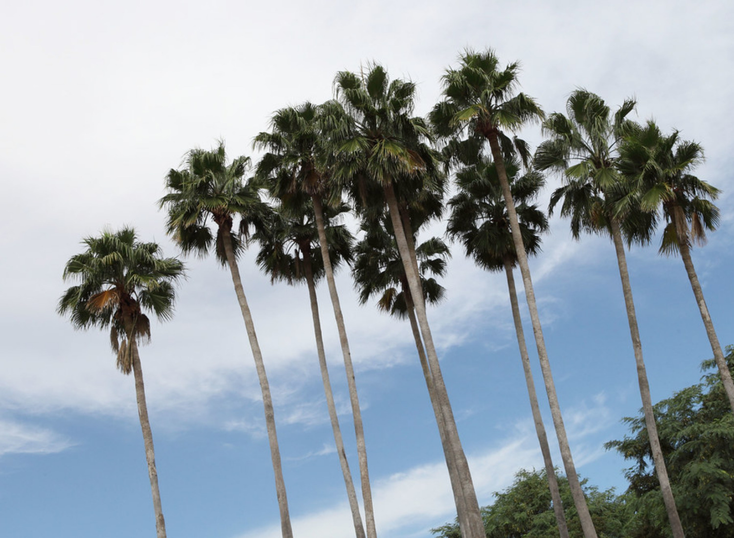 Large Texas Palm Trees