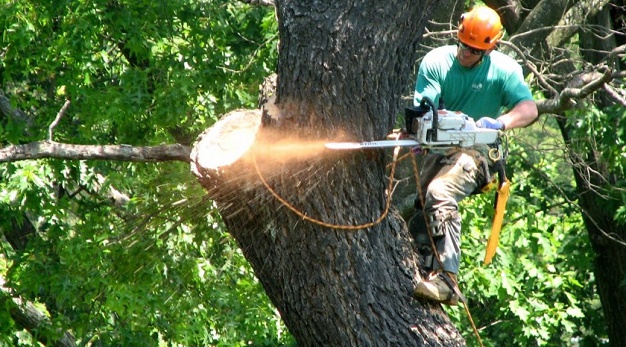 Large tree removal cost in delaware
