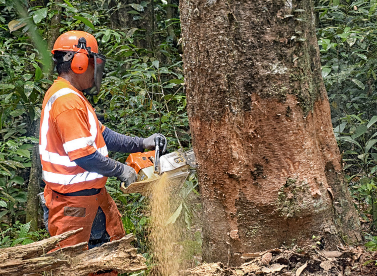 Large tree removal cost