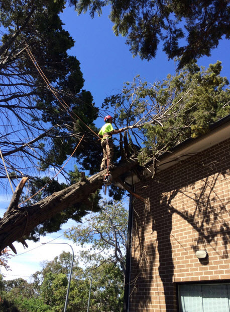 Local tree services in Delaware