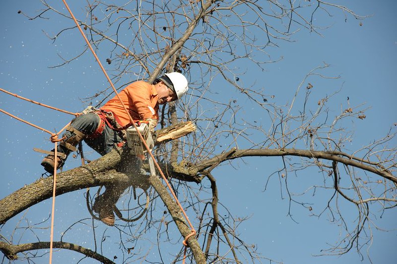 Medium tree removal cost in delaware