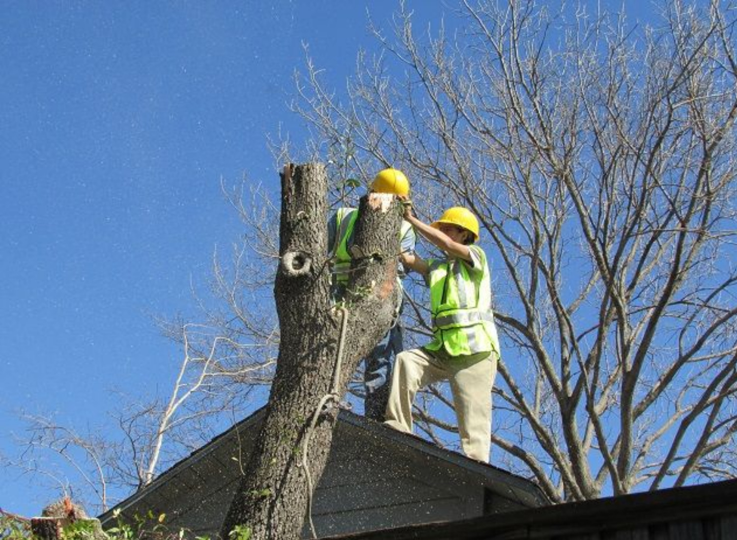 Obstacles Around Tree