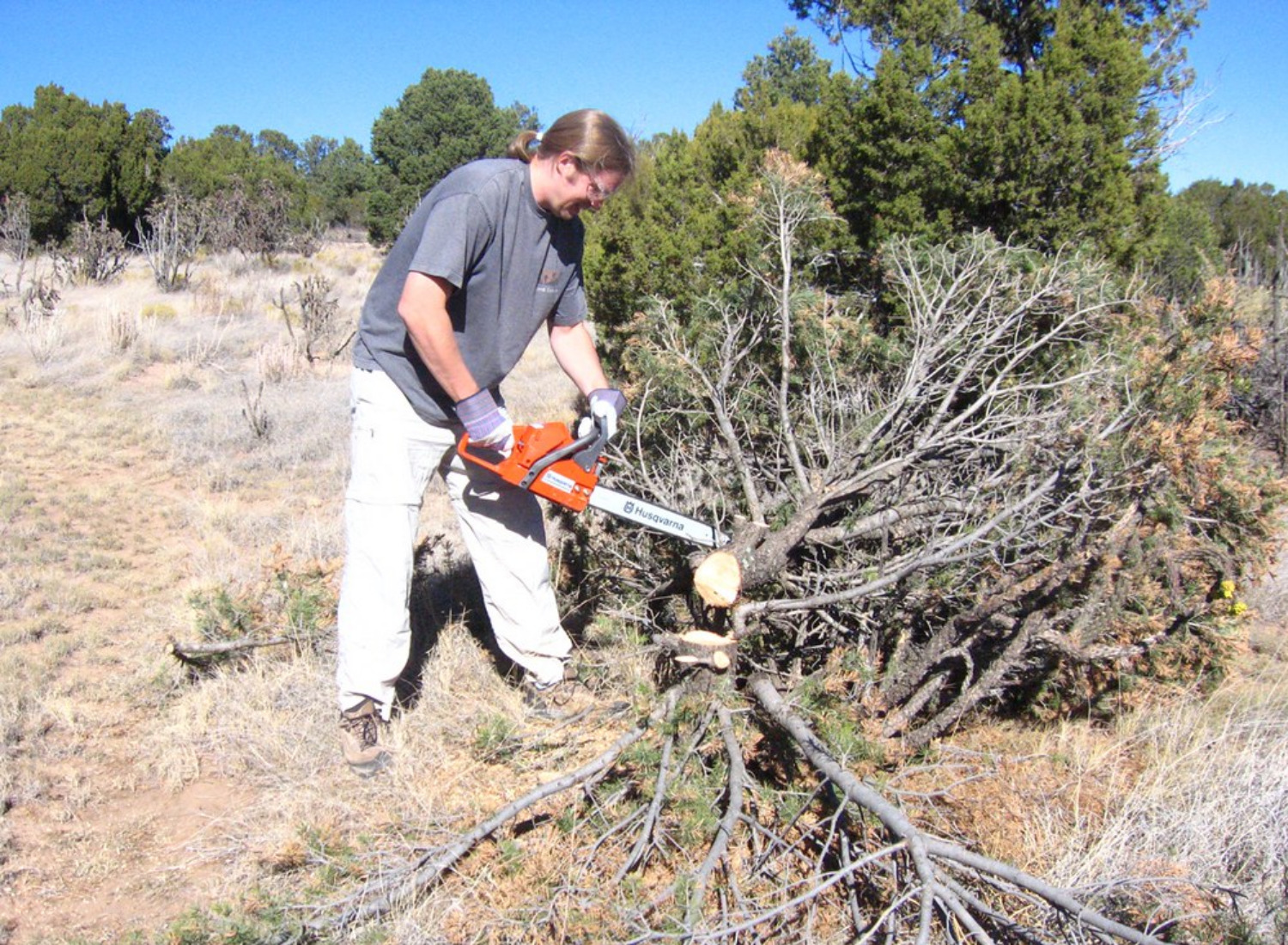 Small tree removal cost