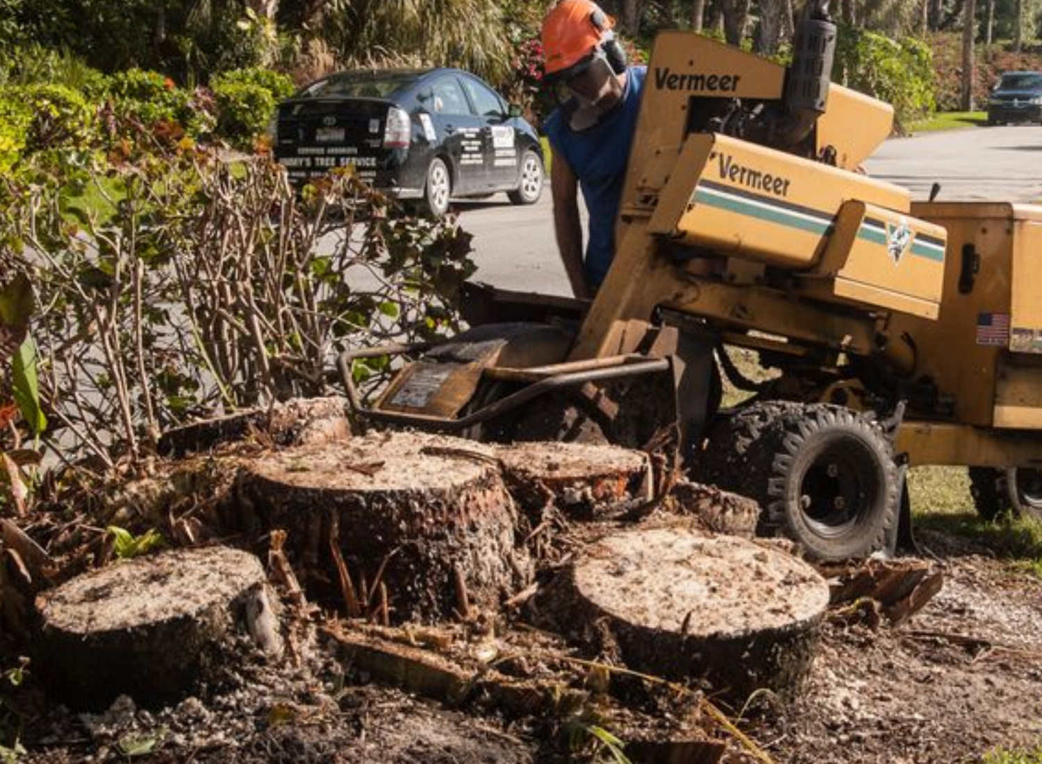 Stump Removal Methods and Costs