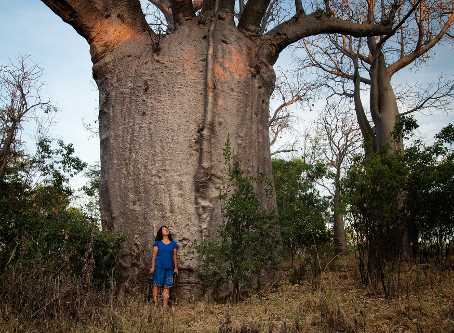 Tree Size