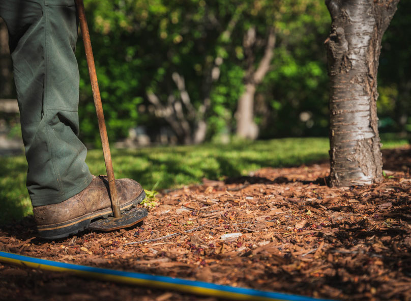 tree fertilizing