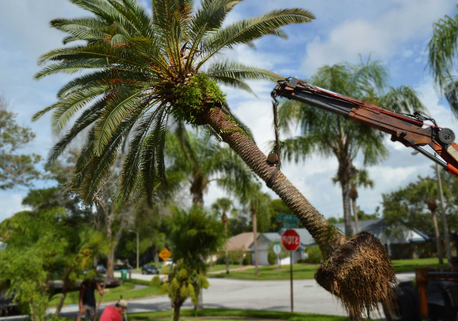 removing palm tree with specalized machiens