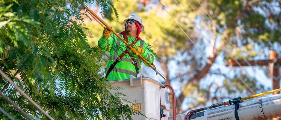 utility company trimming a tree near power lines